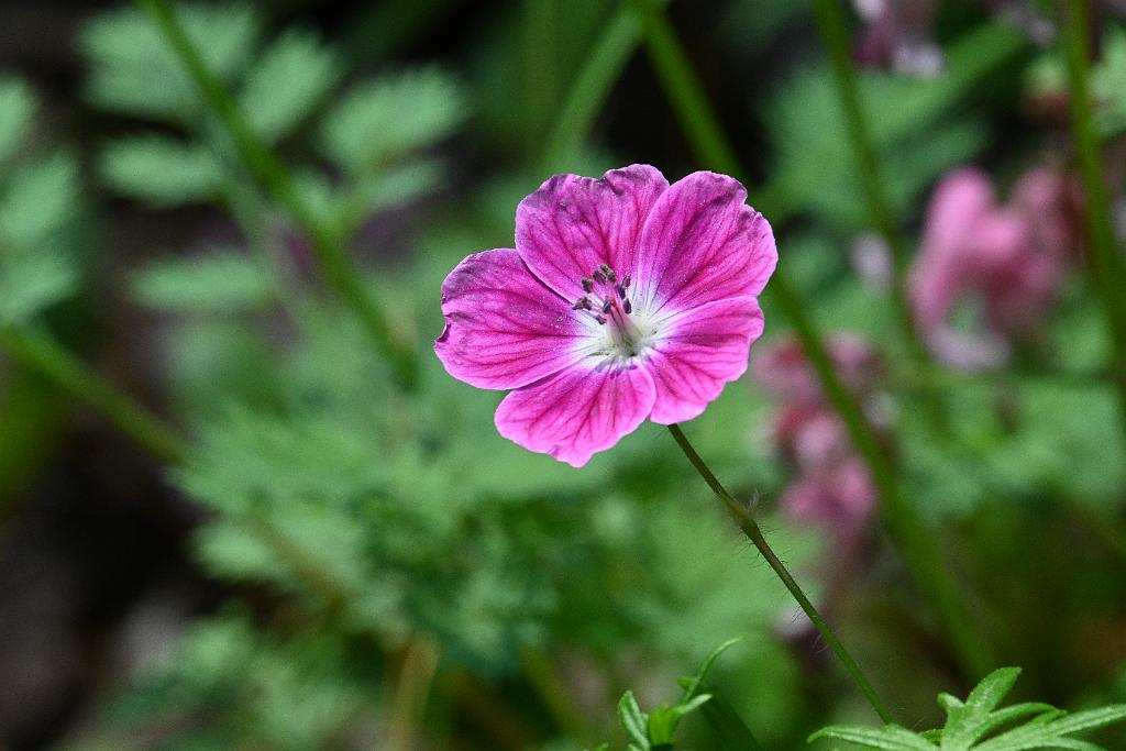 2025-06138967 Tower Hill Botanic Garden, MA.JPG - Hardy Geranium (Geranium sanguineum 'Elke').. New England Botanic Garden at Tower Hill, MA, 6-13-2025